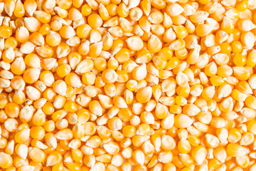 Background of fresh golden raw corn kernels
