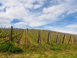 Fototapeta na wymiar Wide view of grape vines planted along the hills on a beautiful sunny spring day. Turckheim, France. Winemaking and agriculture.