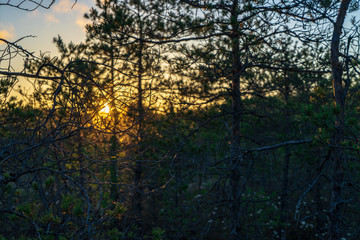 autumn forest landscape with colored trees and misty weather