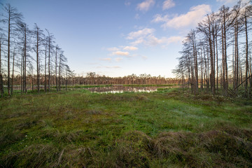 lonely naked trees in swamp area in autumn