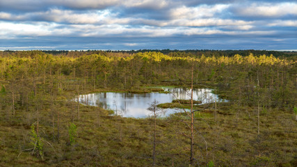 lonely naked trees in swamp area in autumn