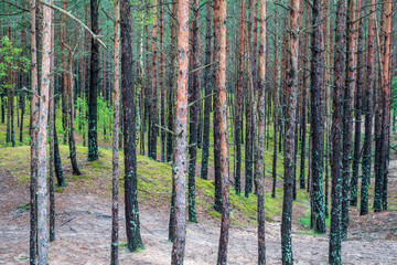 Obraz premium autumn forest landscape with colored trees and misty weather