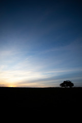 Fototapeta na wymiar Silhouetted windswept stunted tree on farm grassland field in rural Hampshire at dawn