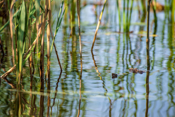 close up tree branches in autumn and nature details abstract