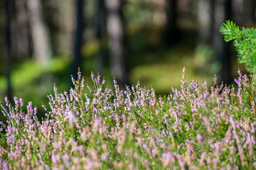 close up tree branches in autumn and nature details abstract