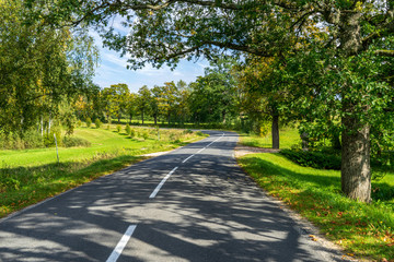 countryside road in summer with large trees on both sides