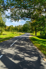 Fototapeta na wymiar countryside road in summer with large trees on both sides