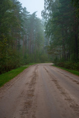 Fototapeta premium countryside road in summer with large trees on both sides