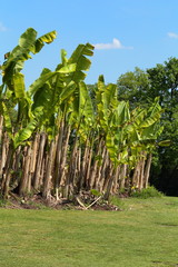 Fototapeta premium Plant with huge green leaves