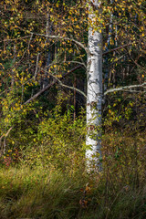 lonely naked trees in swamp area in autumn