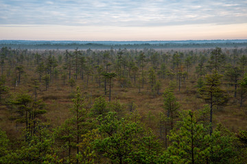 lonely naked trees in swamp area in autumn