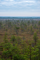 lonely naked trees in swamp area in autumn