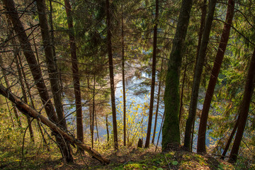 rocky forest river with low stream in summer