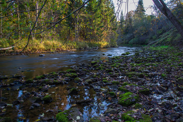 rocky forest river with low stream in summer