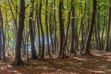 junge Buchen im Wald von Fanefjord Skov auf Mön