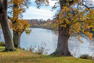 Landscape view of two trees framing lake in the background. London, Autumn in England.