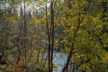 close up tree branches in autumn and nature details abstract