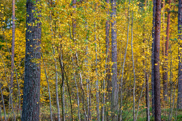 autumn forest landscape with colored trees and misty weather