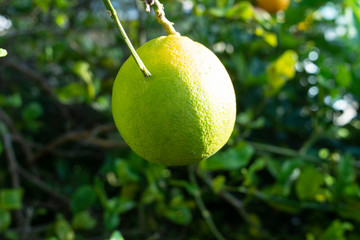 Citrus Fruit Tree