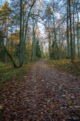Fototapeta premium autumn forest landscape with colored trees and misty weather
