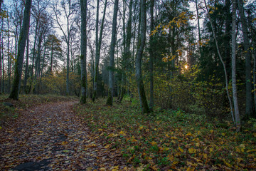autumn forest landscape with colored trees and misty weather