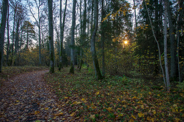 Obraz premium autumn forest landscape with colored trees and misty weather