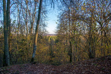 autumn forest landscape with colored trees and misty weather