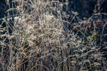 Fototapeta premium close up tree branches in autumn and nature details abstract