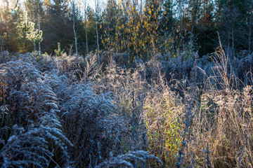 close up tree branches in autumn and nature details abstract