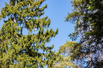 close up tree branches in autumn and nature details abstract