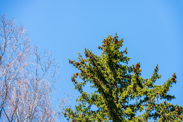 close up tree branches in autumn and nature details abstract