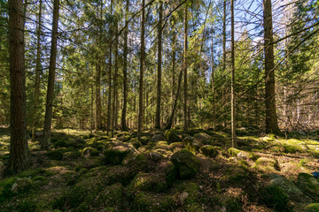 autumn forest landscape with colored trees and misty weather