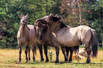 Obraz na płótnie Canvas Tarpans (Equus ferus ferus)