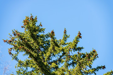 close up tree branches in autumn and nature details abstract