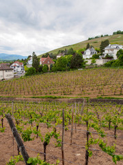 Fototapeta na wymiar Wide view of vineyards planted along village roads on a cloudy day. Vertical orientation. Turckheim, France. Travel and tourism.