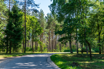 countryside road in summer with large trees on both sides