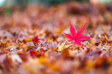 Maple tunnel in autumn of Kawaguchiko, Japan