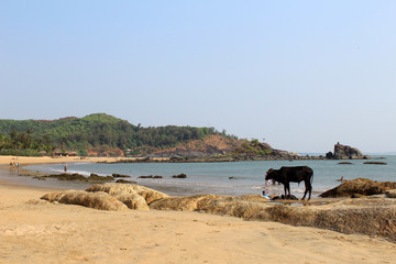 Cow on the beach Om. Karnataka, India.