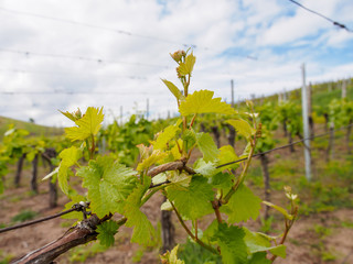 Wide closeup detail of grape cordon and vines growing on wire trellis on a cloudy day. Shallow focus. Turckheim, France. Agriculture and winemaking.