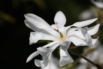 Fototapeta premium sternmagnolie