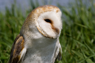 Barnowl (Tyto alba)