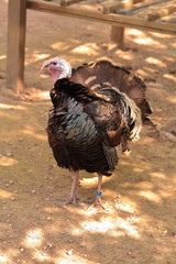 Male black turkey