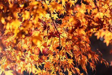 Maple tunnel in autumn of Kawaguchiko, Japan