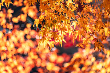 Maple tunnel in autumn of Kawaguchiko, Japan