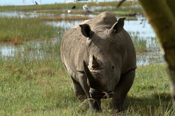 Obraz premium Nosorożce w Parku Narodowym Lake Nakuru w Kenii