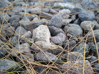 Beautiful rocks behind bushes