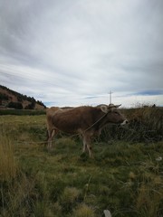 vaca toro animal buey ganado 