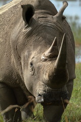 Naklejka premium Nosorożce w Parku Narodowym Lake Nakuru w Kenii