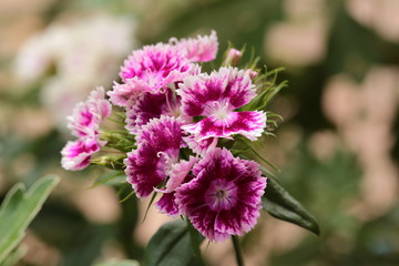 The carnation of poets beautiful flower