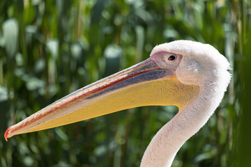 Close up of a white pelican's head